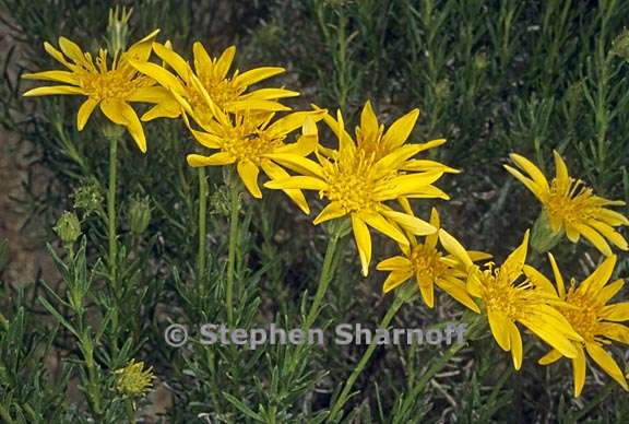 ericameria linearifolia 2 graphic